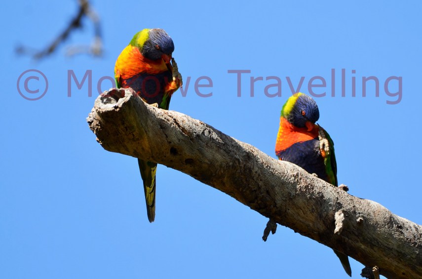 Allfarbloris-Sydney-sich-putzend