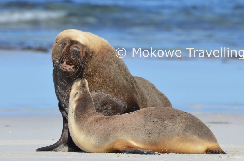 Austral-Seelöwe-2