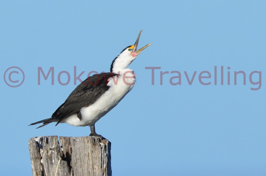 australische-Schwarzgesichtscharbe