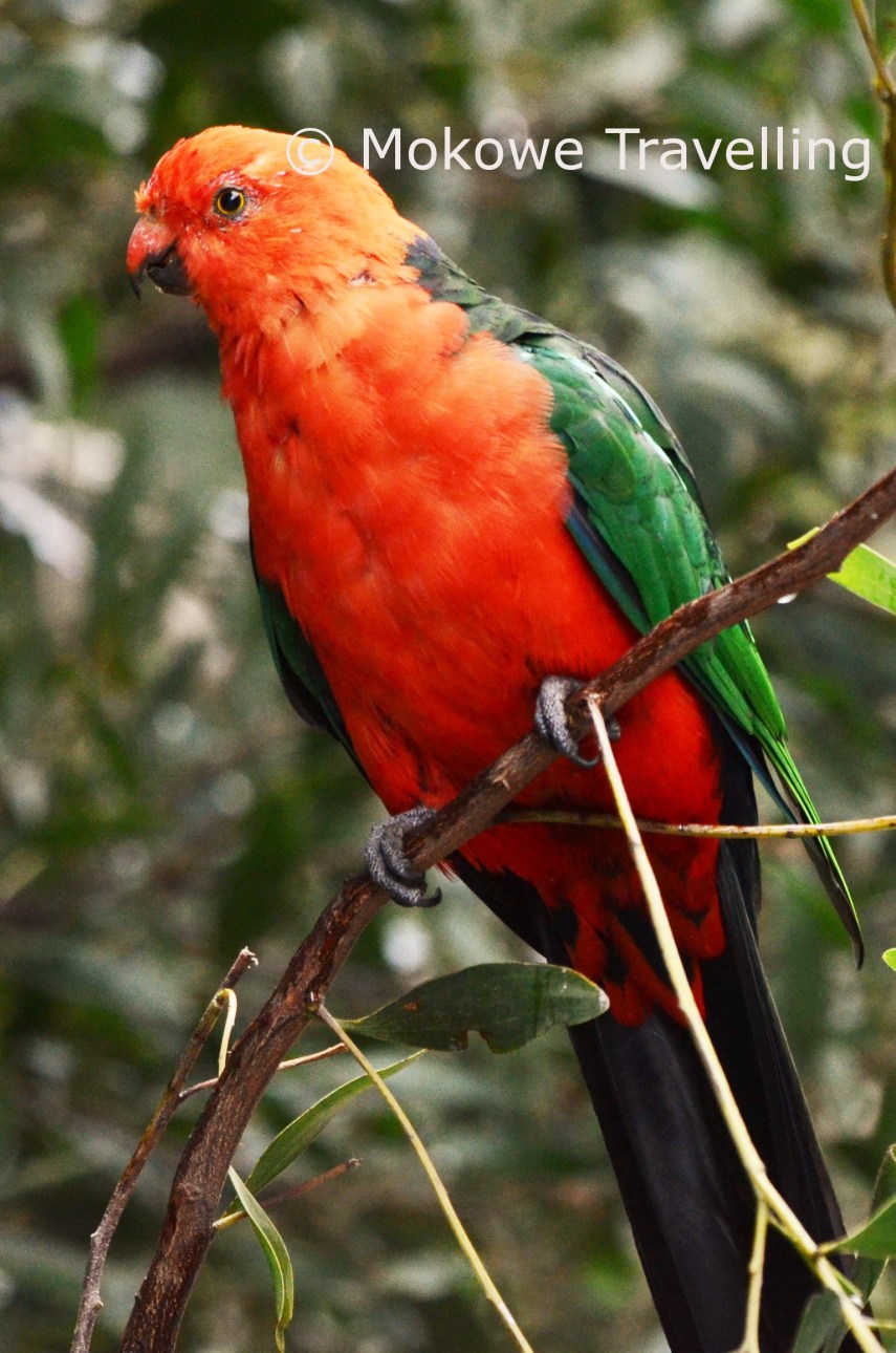 Australischer-Königssittich-männlich