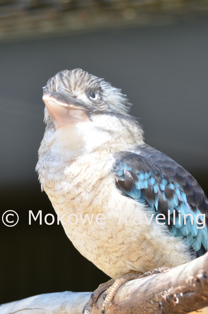 Blauflügelkookaburra