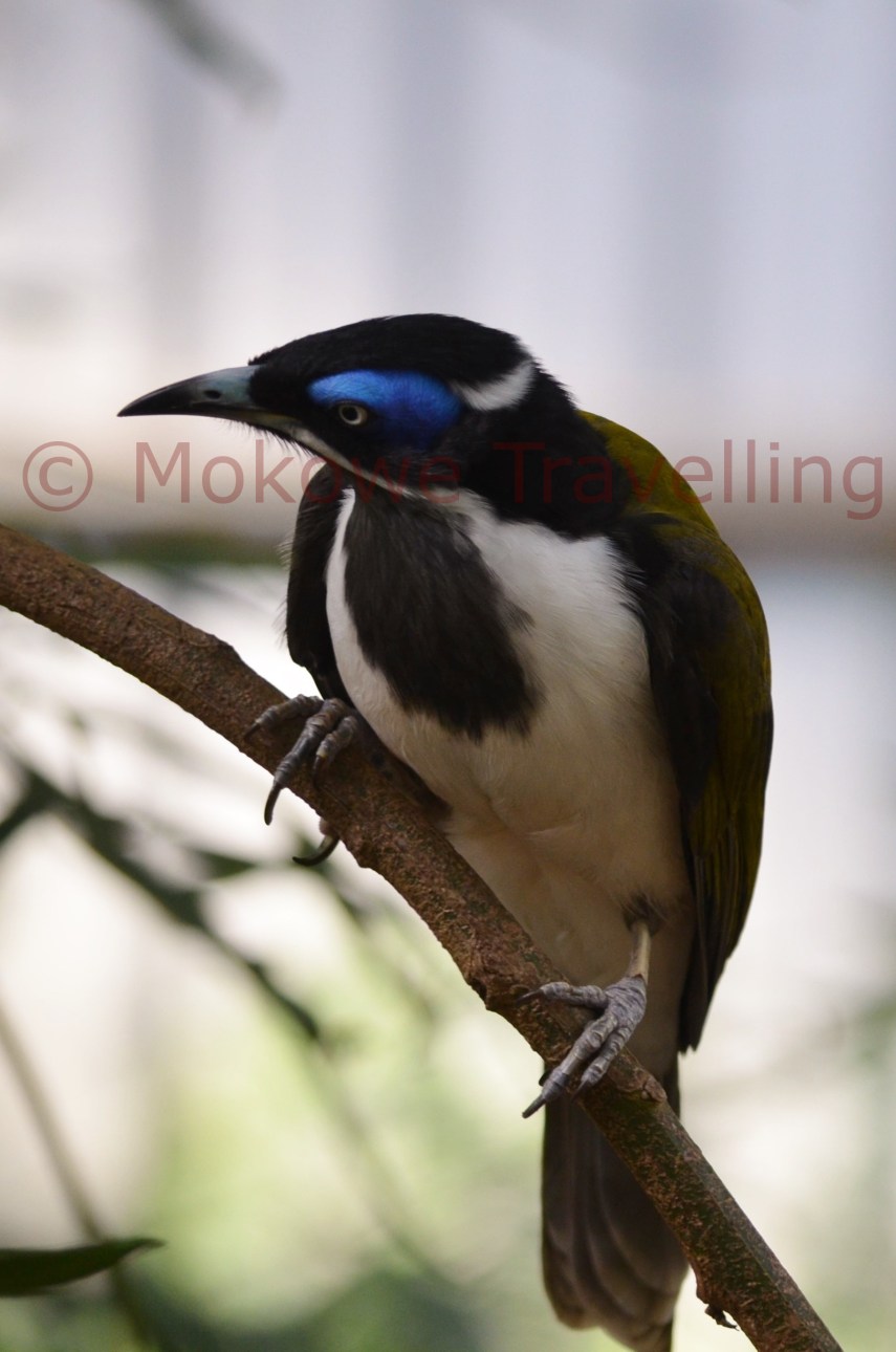 Blauohr-Honigfresser