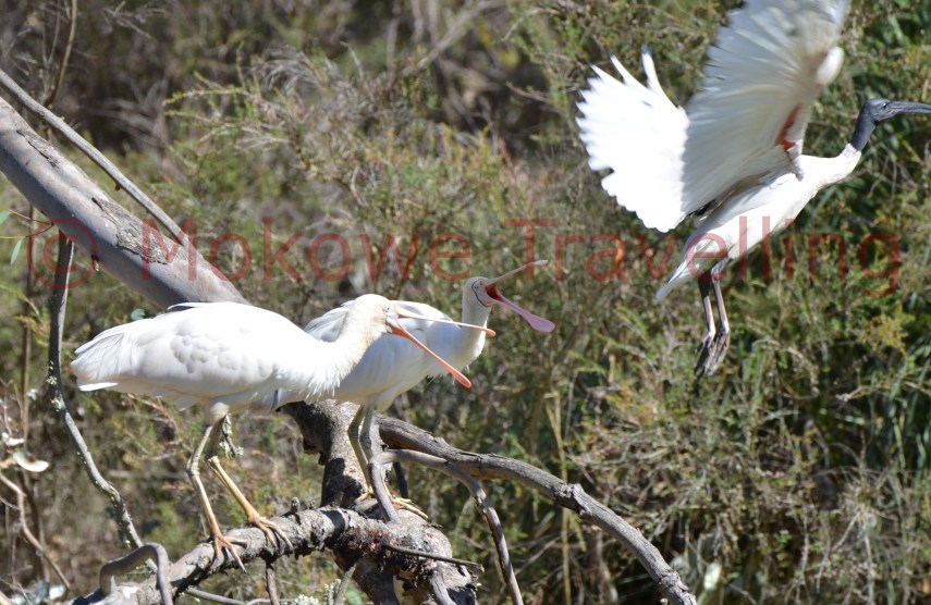 Gelbschnabellöffler-vertreiben-Molukkenibis
