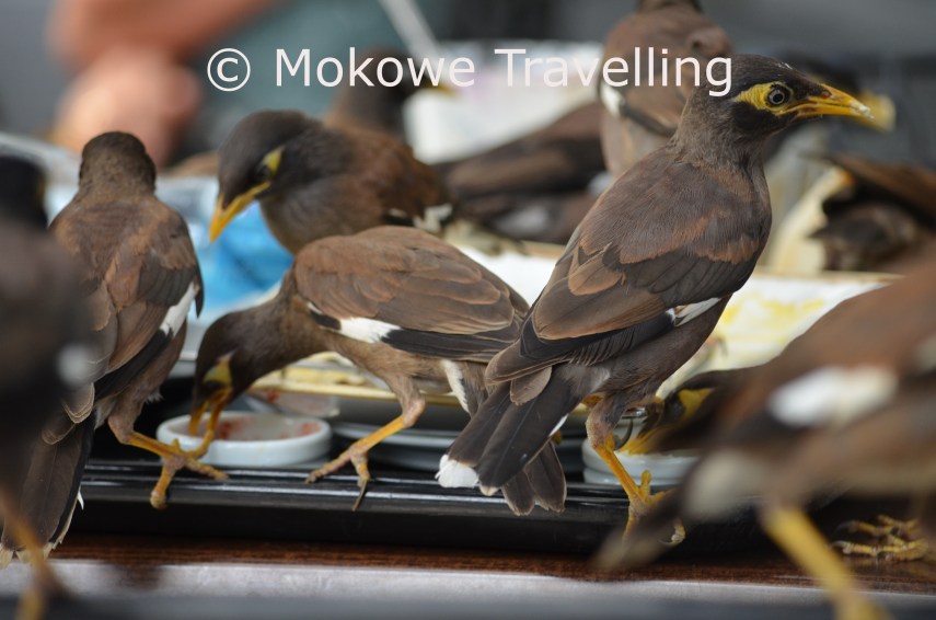 Hirtenmainas-beim-Imbiss