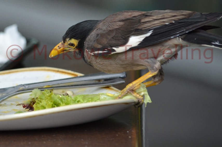 Hirtenmania-mag-keinen-Salat