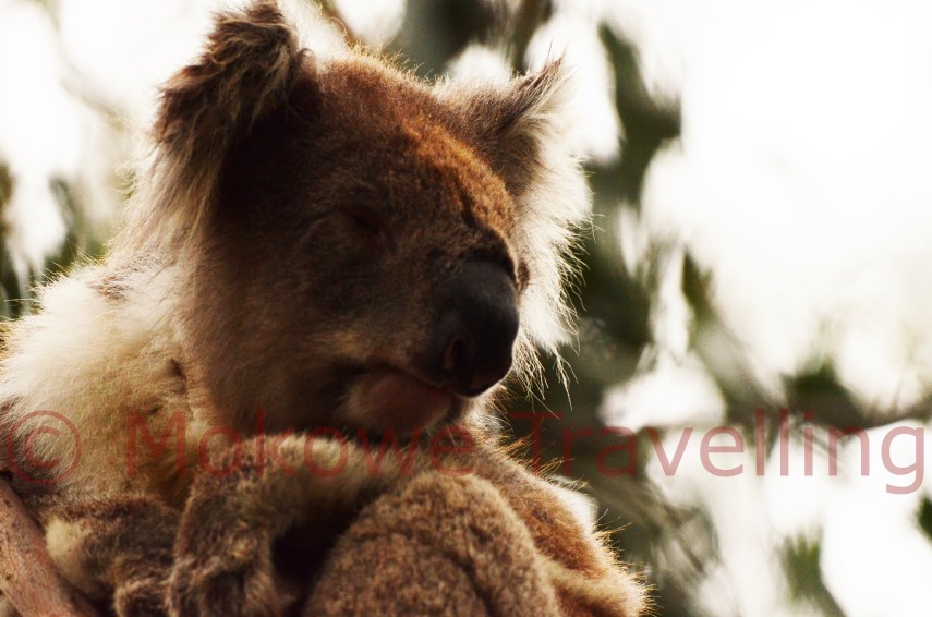 Koala-2