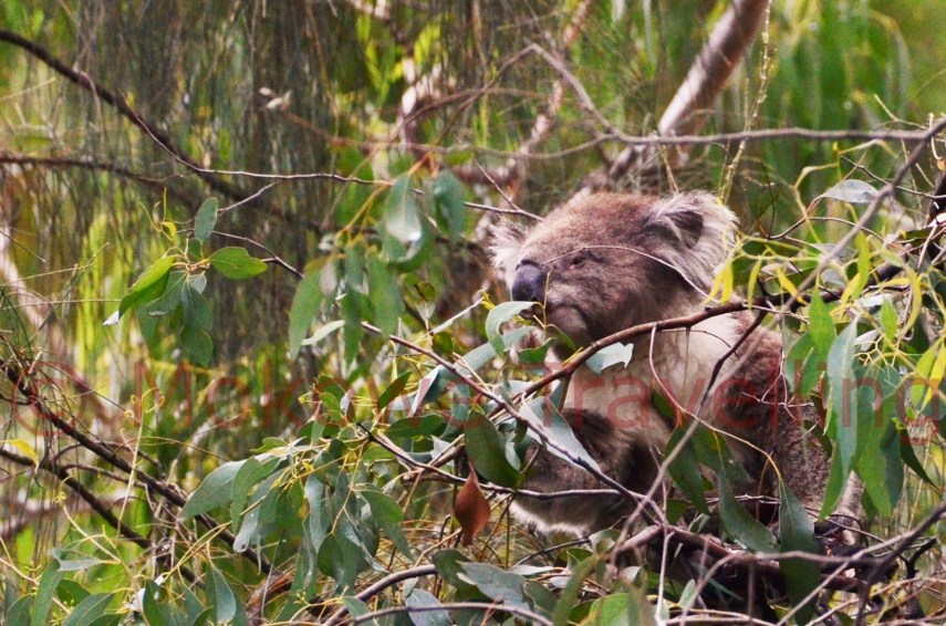 Koala-3