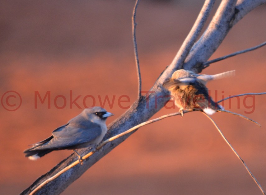 Maskenschwalbenstar-2