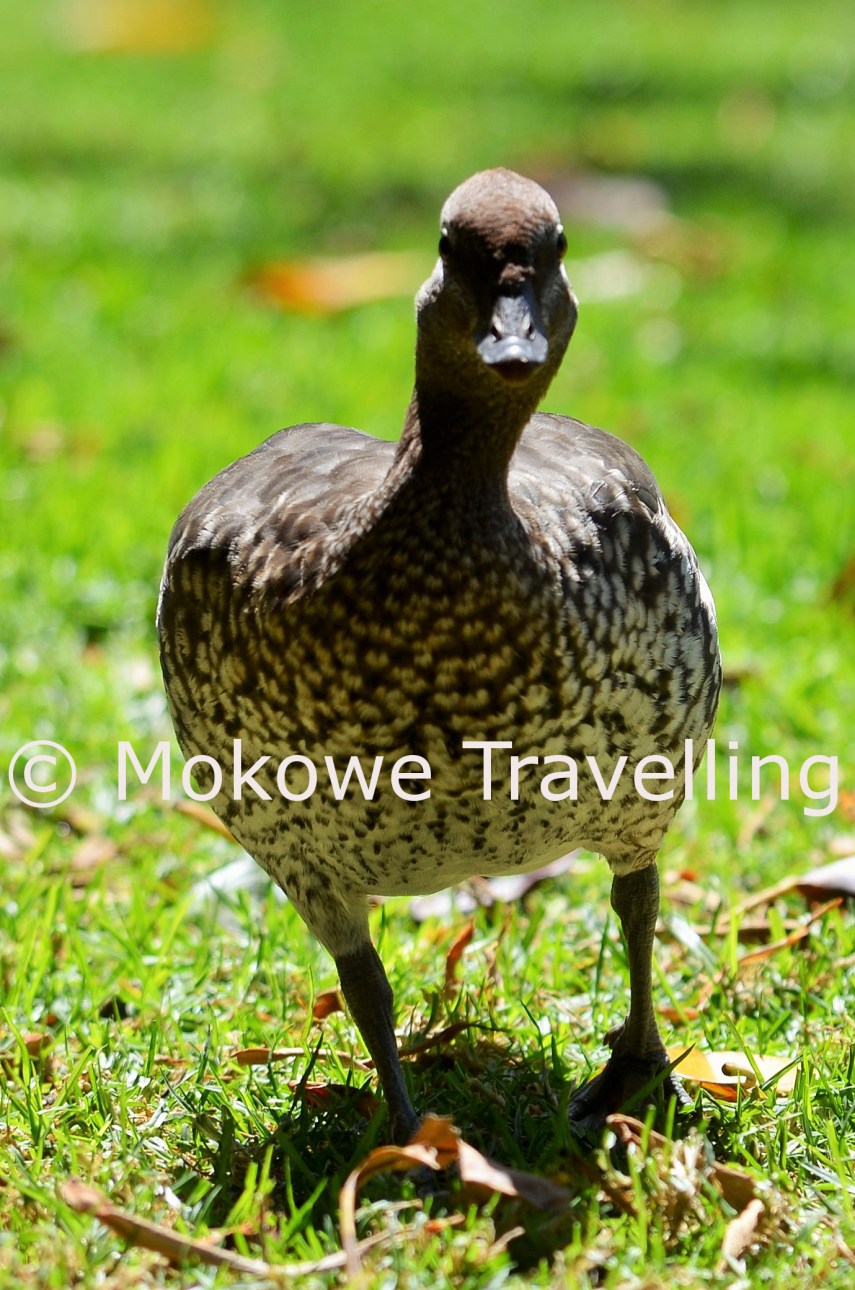Mähnengans-neugierig