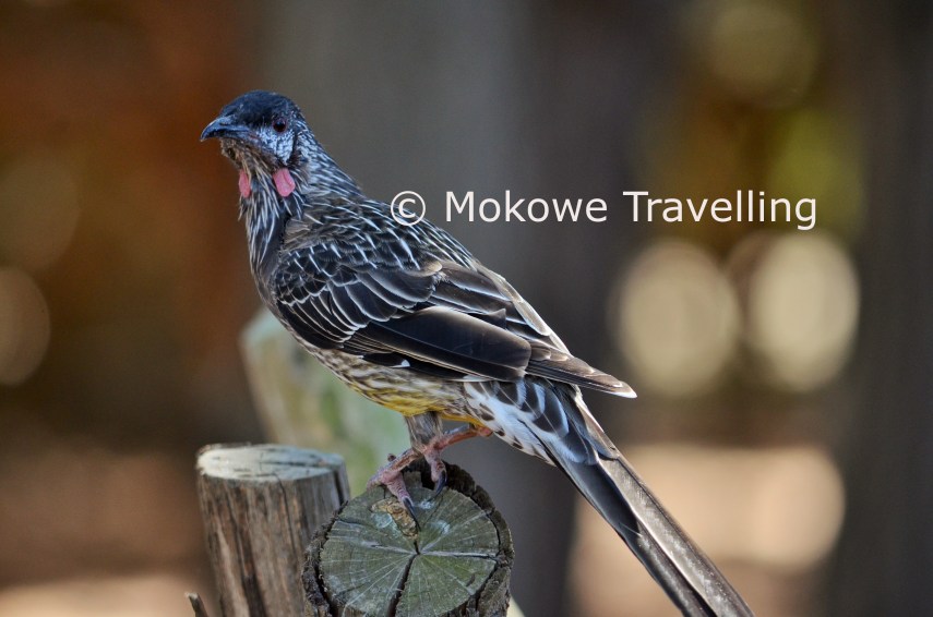 Rotlappenhonigfresser