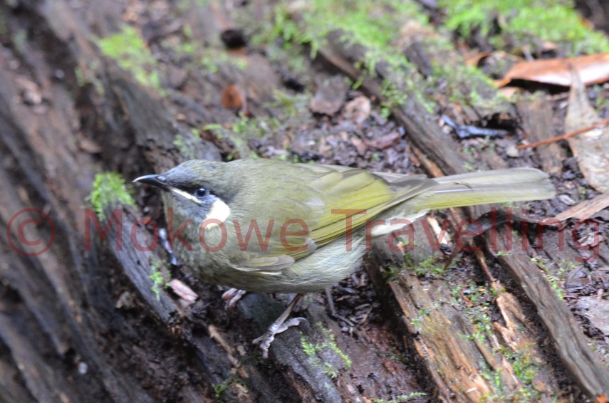 Schwarzkehl-Honigfresser