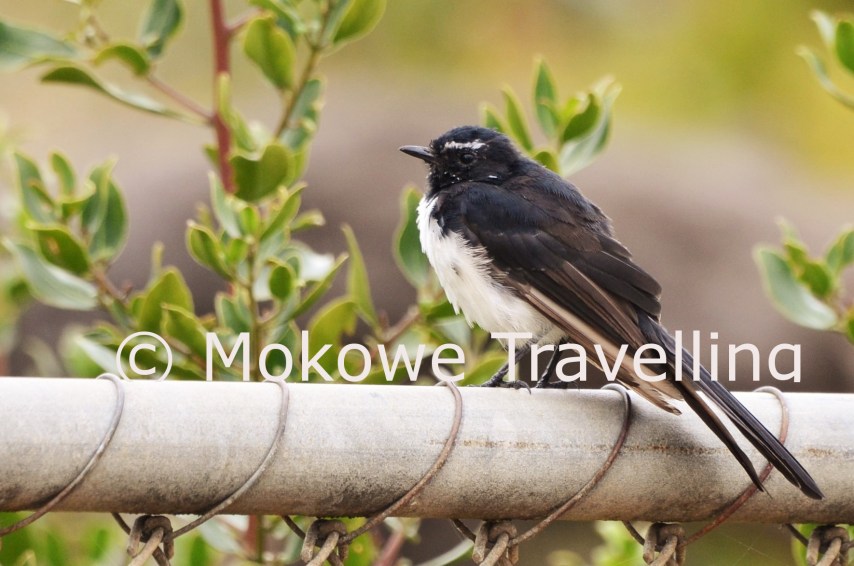 Schwarzkopfschnäpper