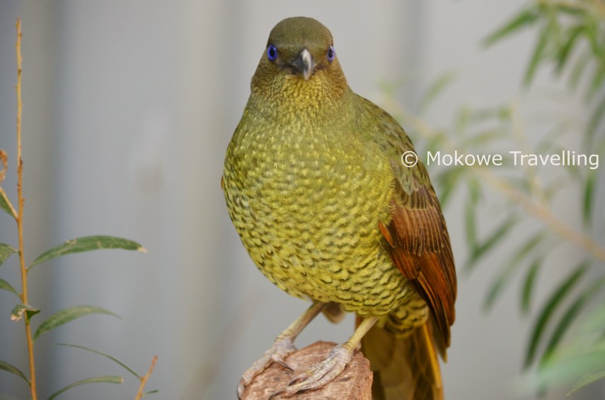 Seidenlaubenvogel-weiblich