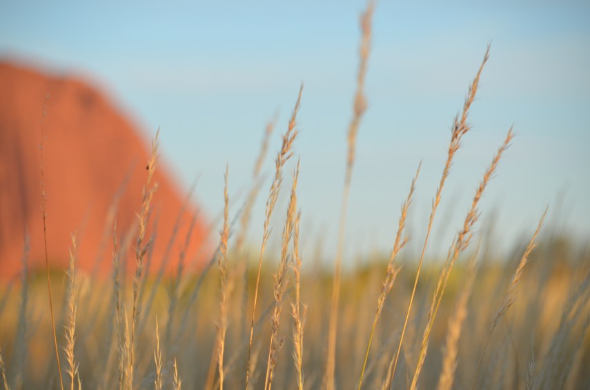 Spinifex-vor-Uluru