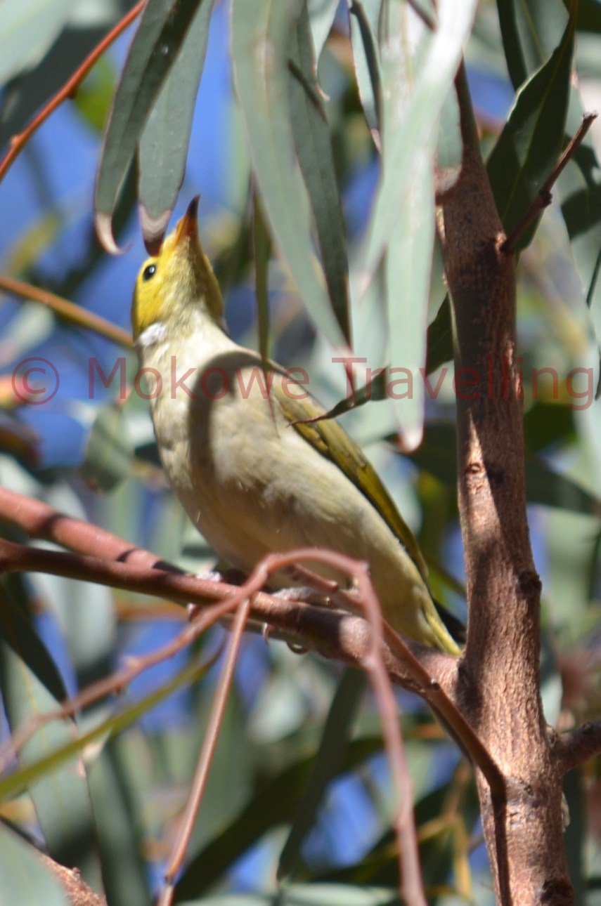 Weißbürzel-Honigfresser