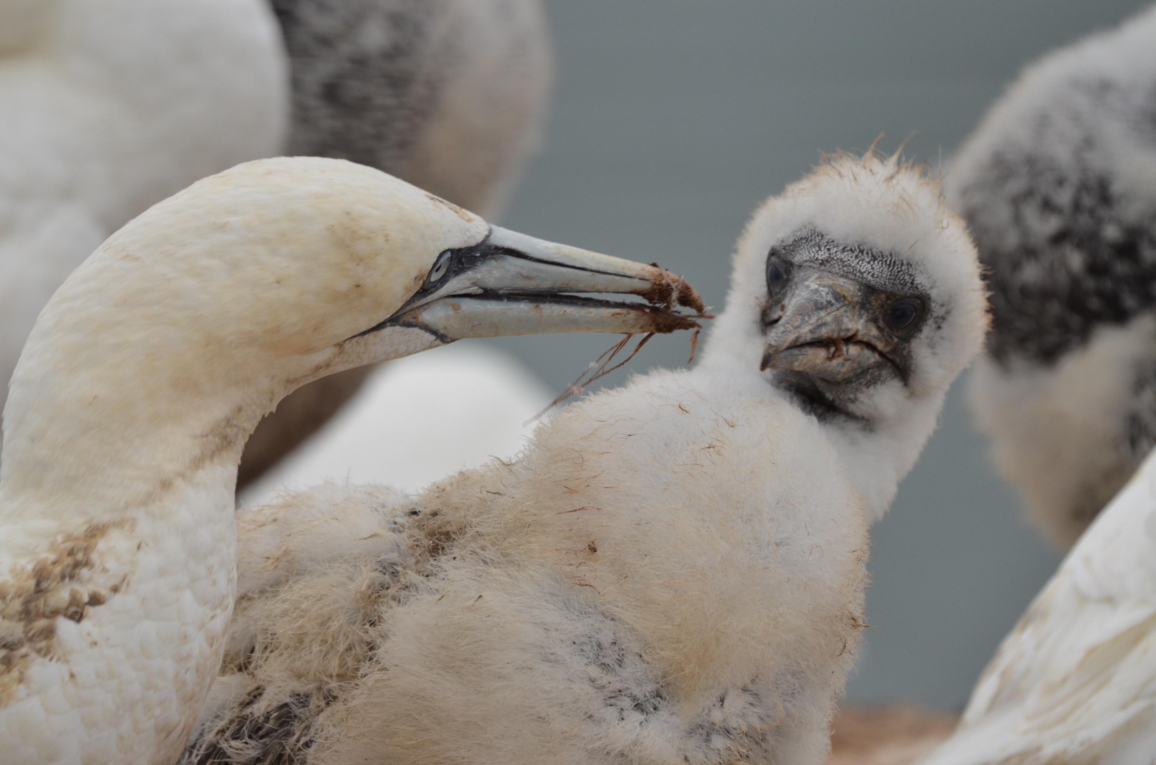 Basstölpel_AltundJung_DSC_5873