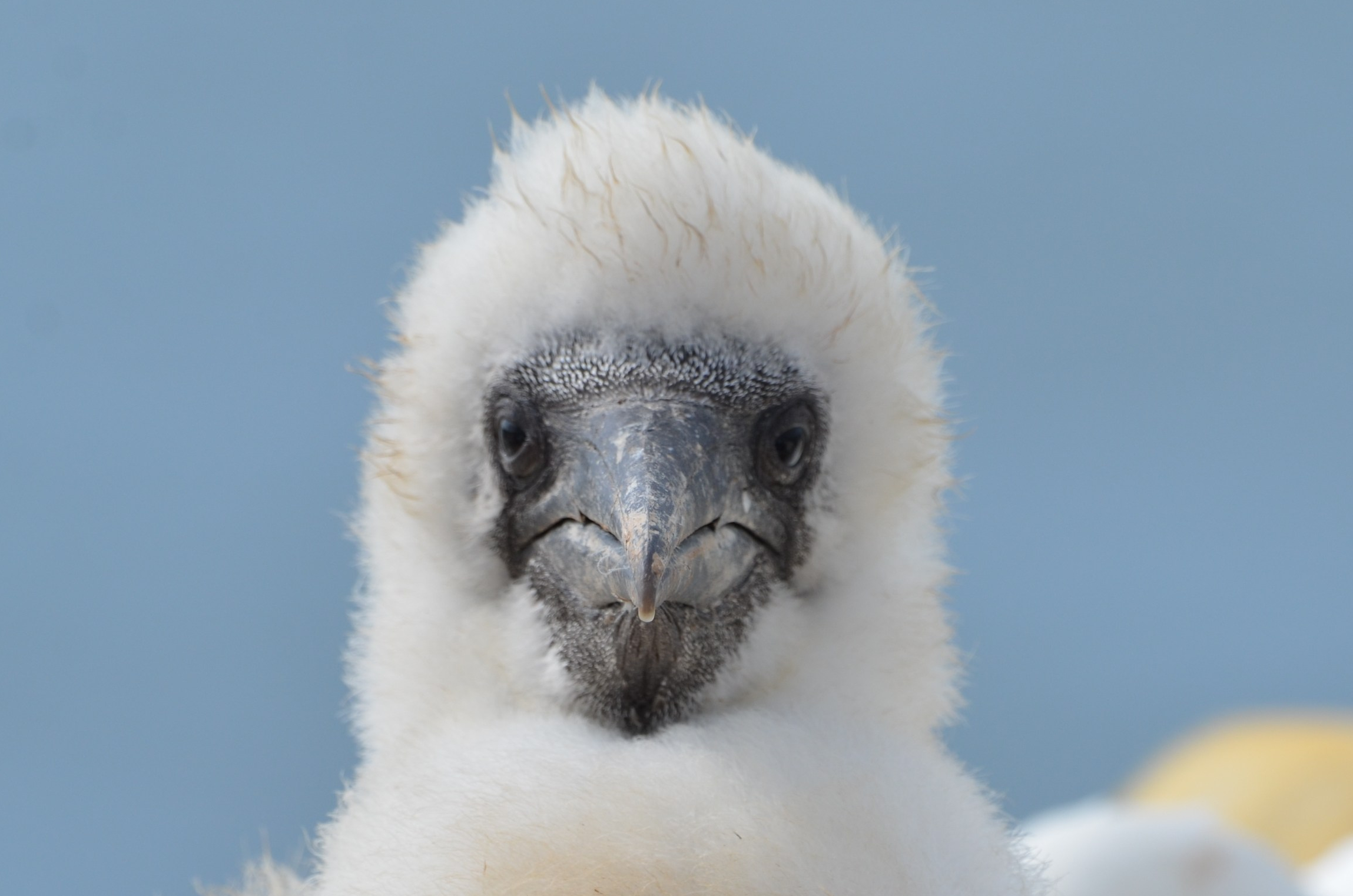 Basstölpel_Jungvogel_DSC_6359