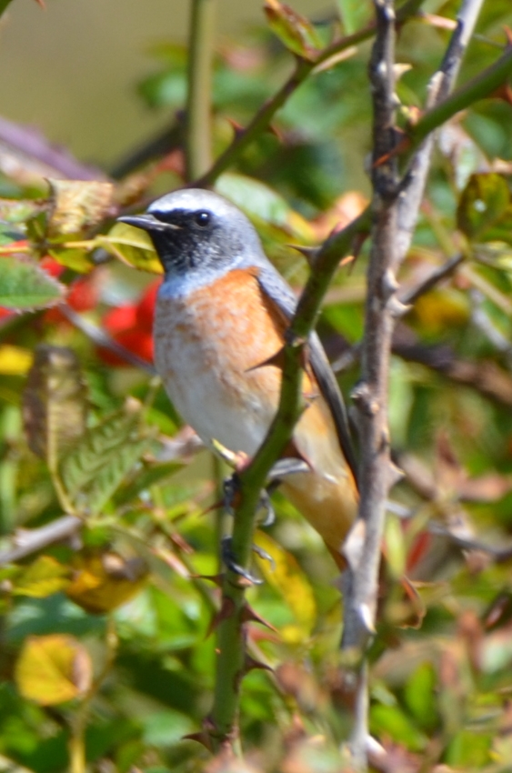 Gartenrotschwanz_Jungvogel_männlich_DSC_7999