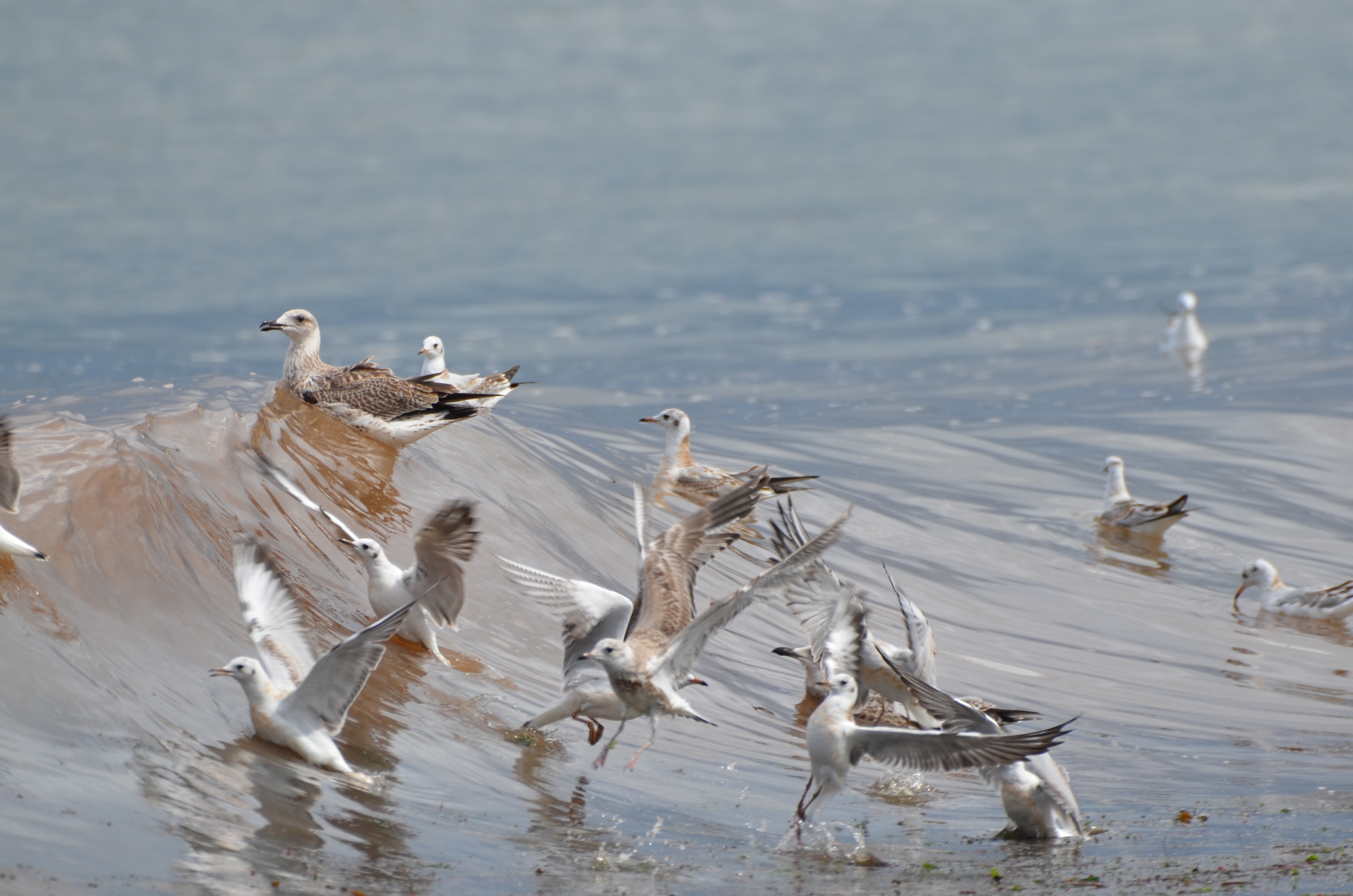 Lachmöwen_und-andere_DSC_6762