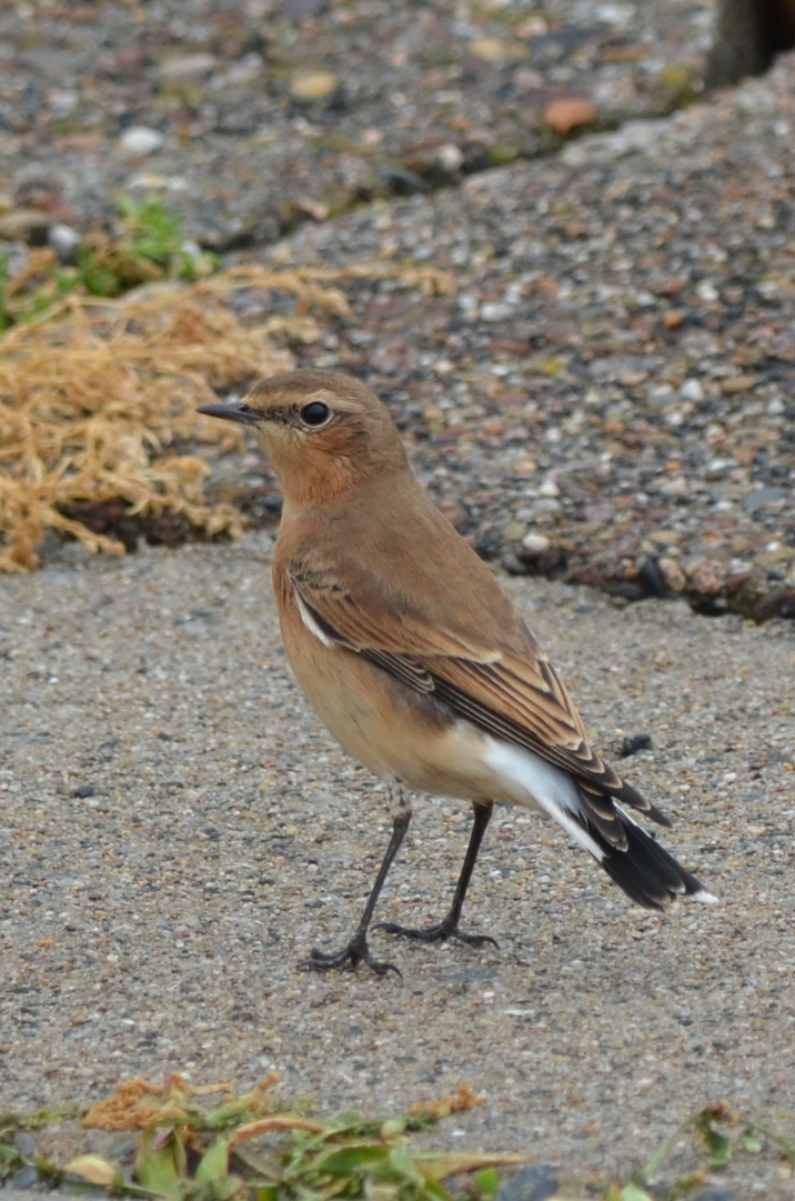 Steinschmätzer_DSC_7574