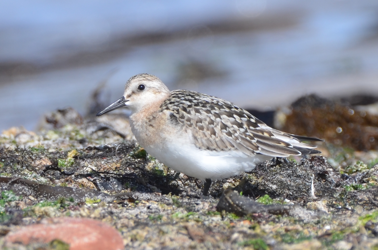 Sanderling_DSC_7480