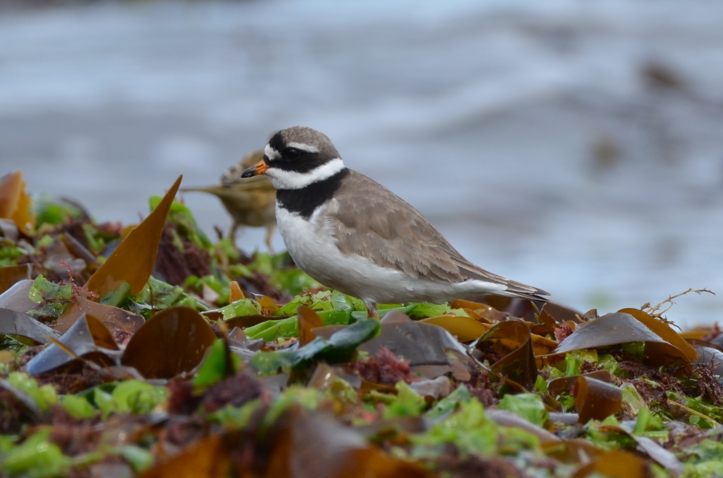 Sandregenpfeiffer_DSC_6726