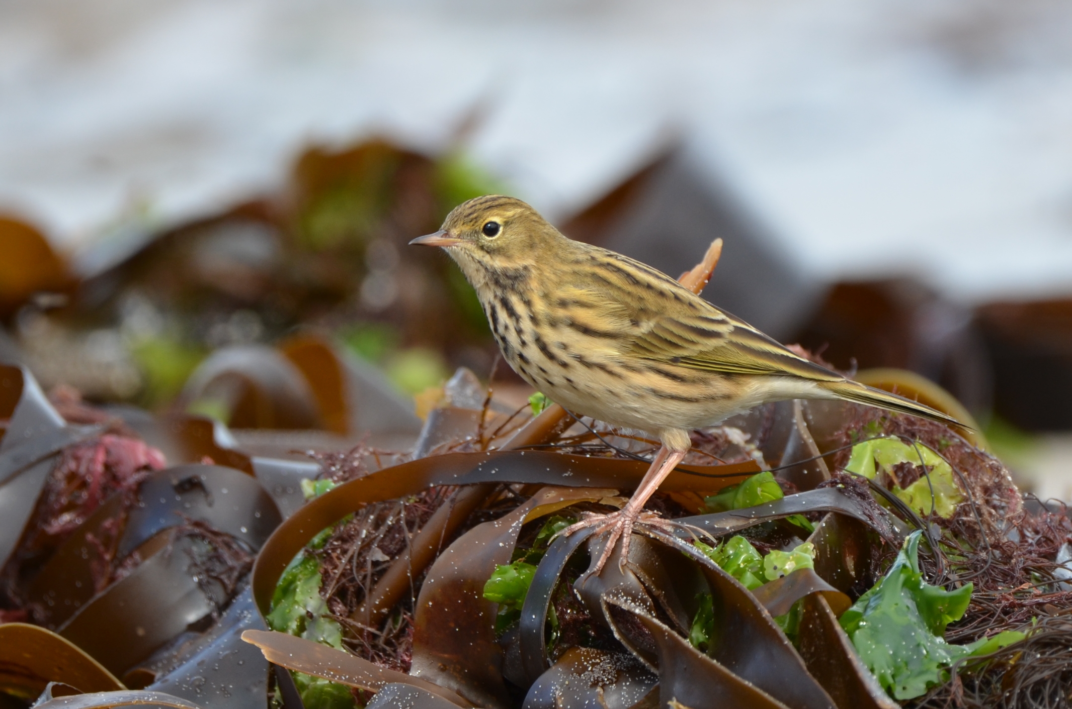 Wiesenpieper_DSC_6807