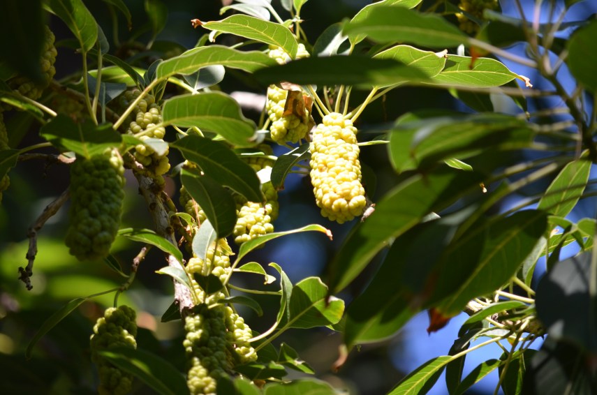 Athen-Nationalgarten-Baumblüte-weiss_8374