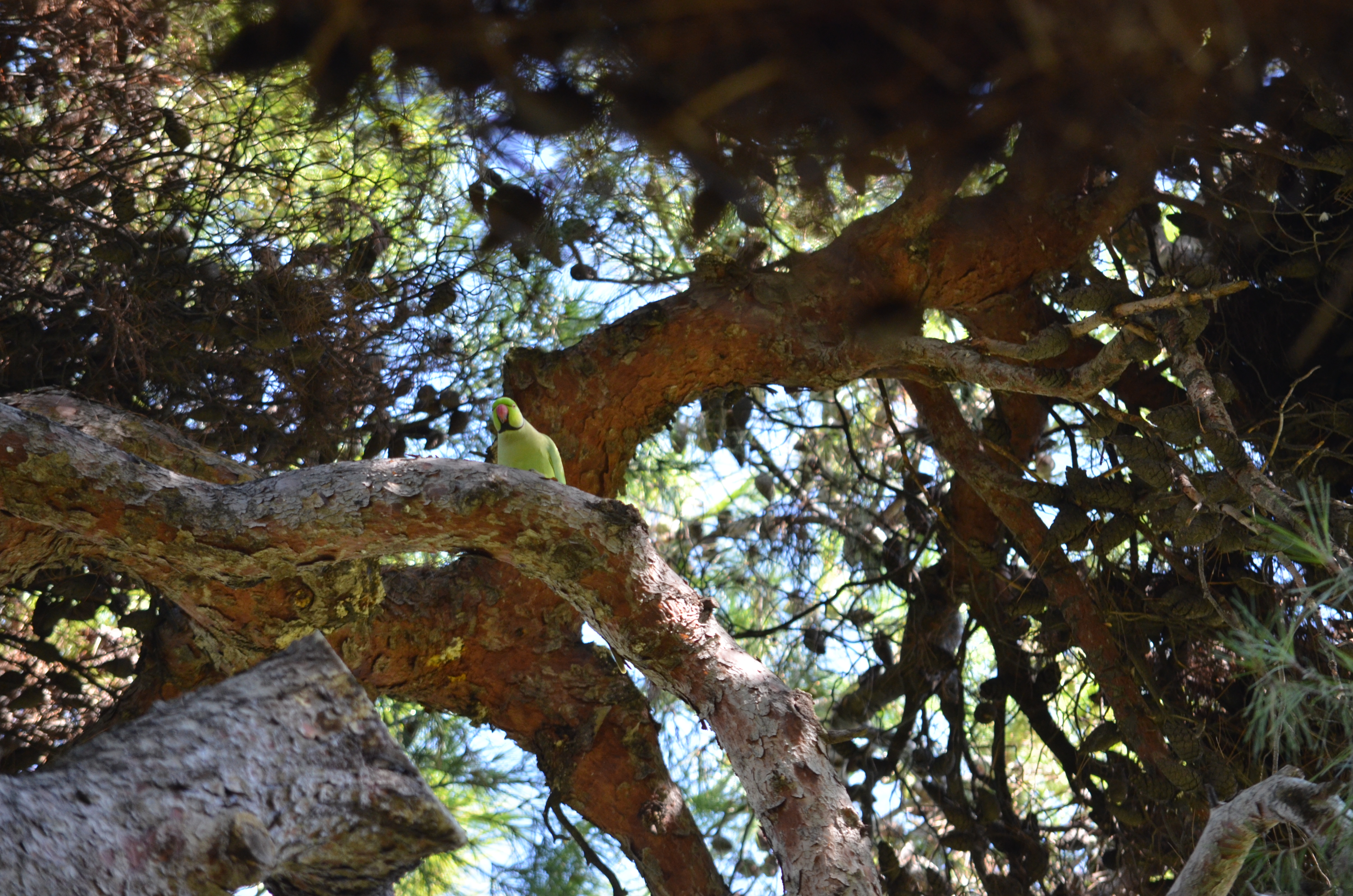 Halsbandsittich_Psittacula-krameri_8372