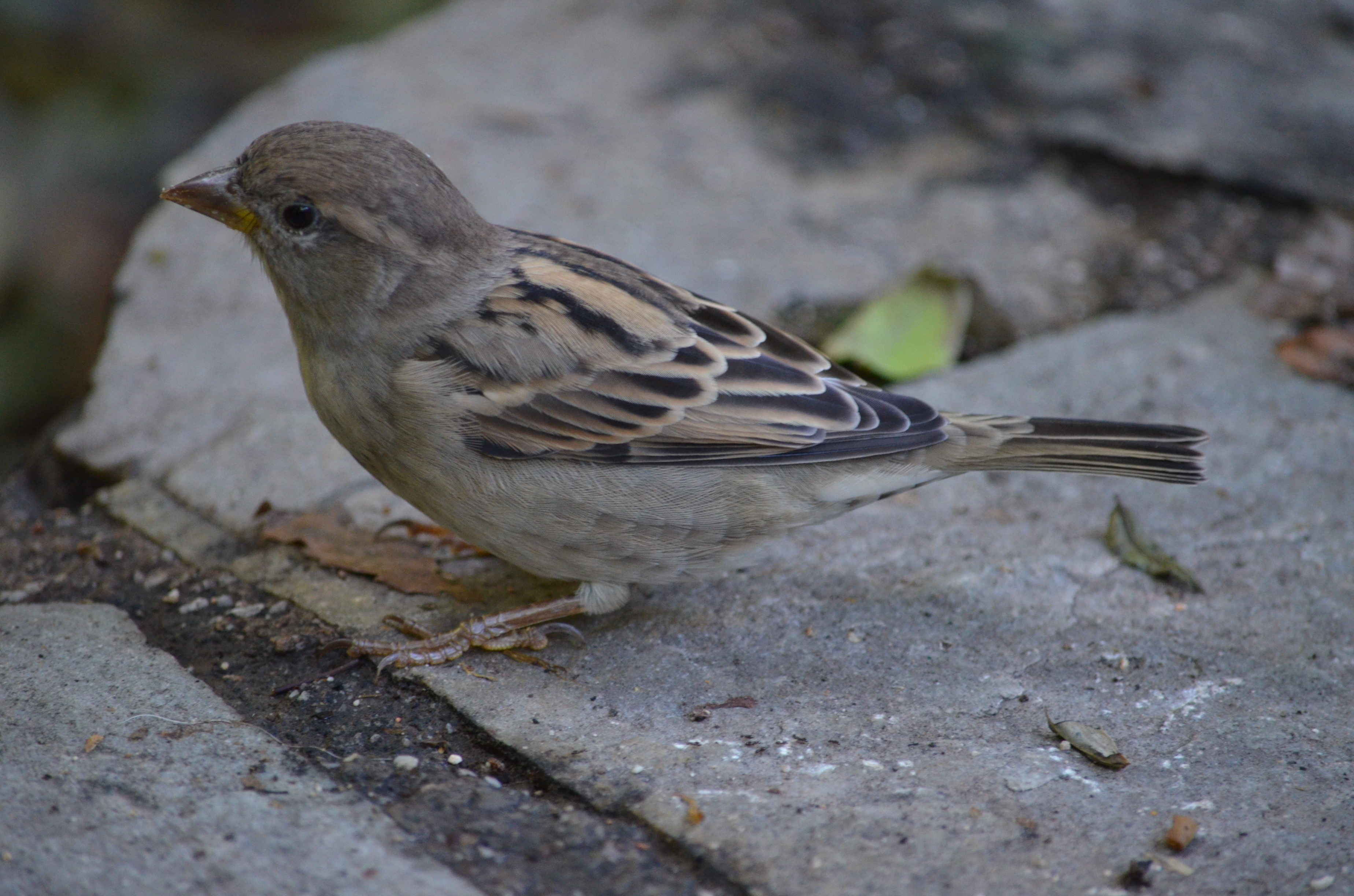 Haussperling_Passer-domesticus_8494