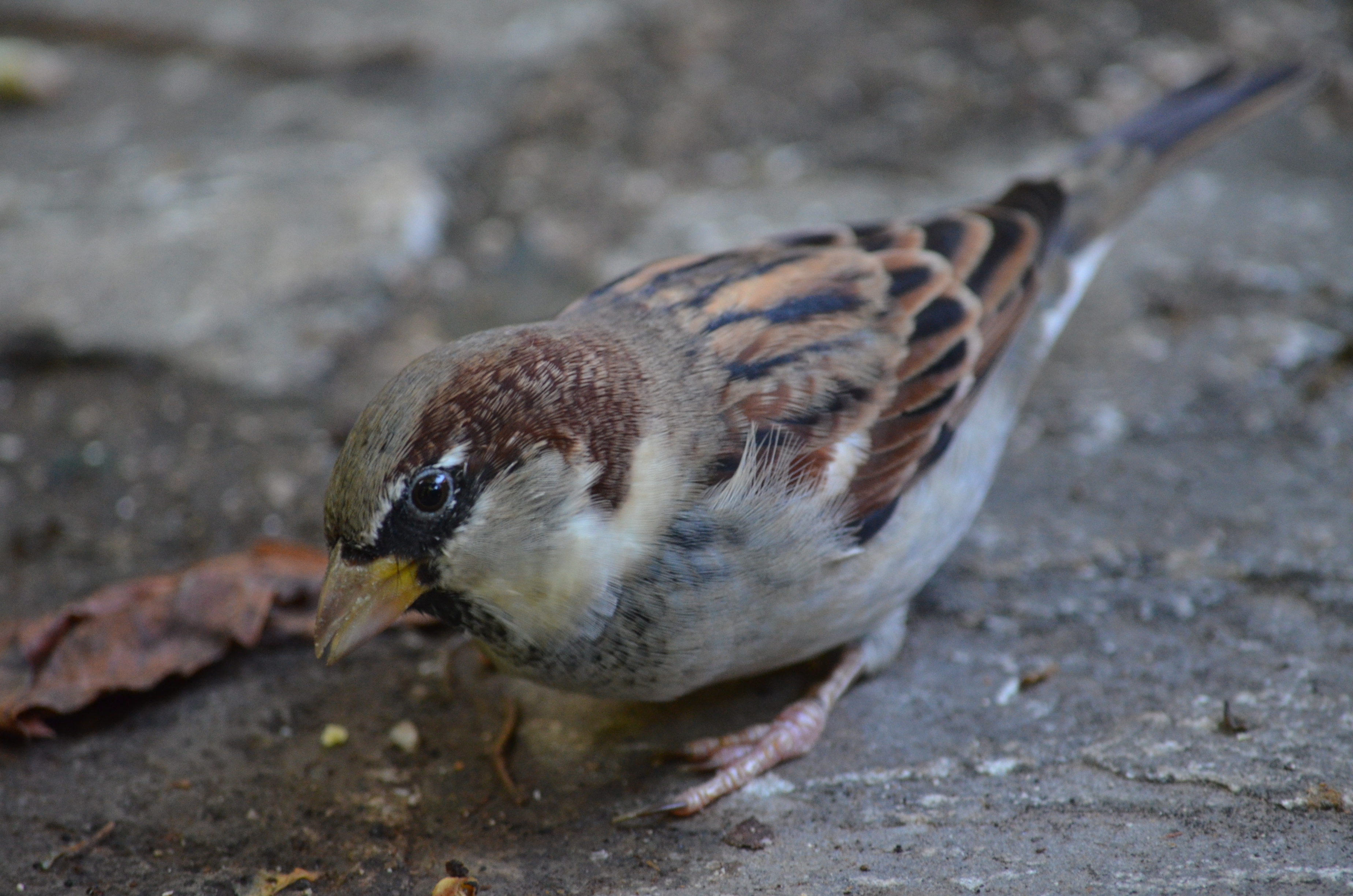 Haussperling_Passer-domesticus_8501