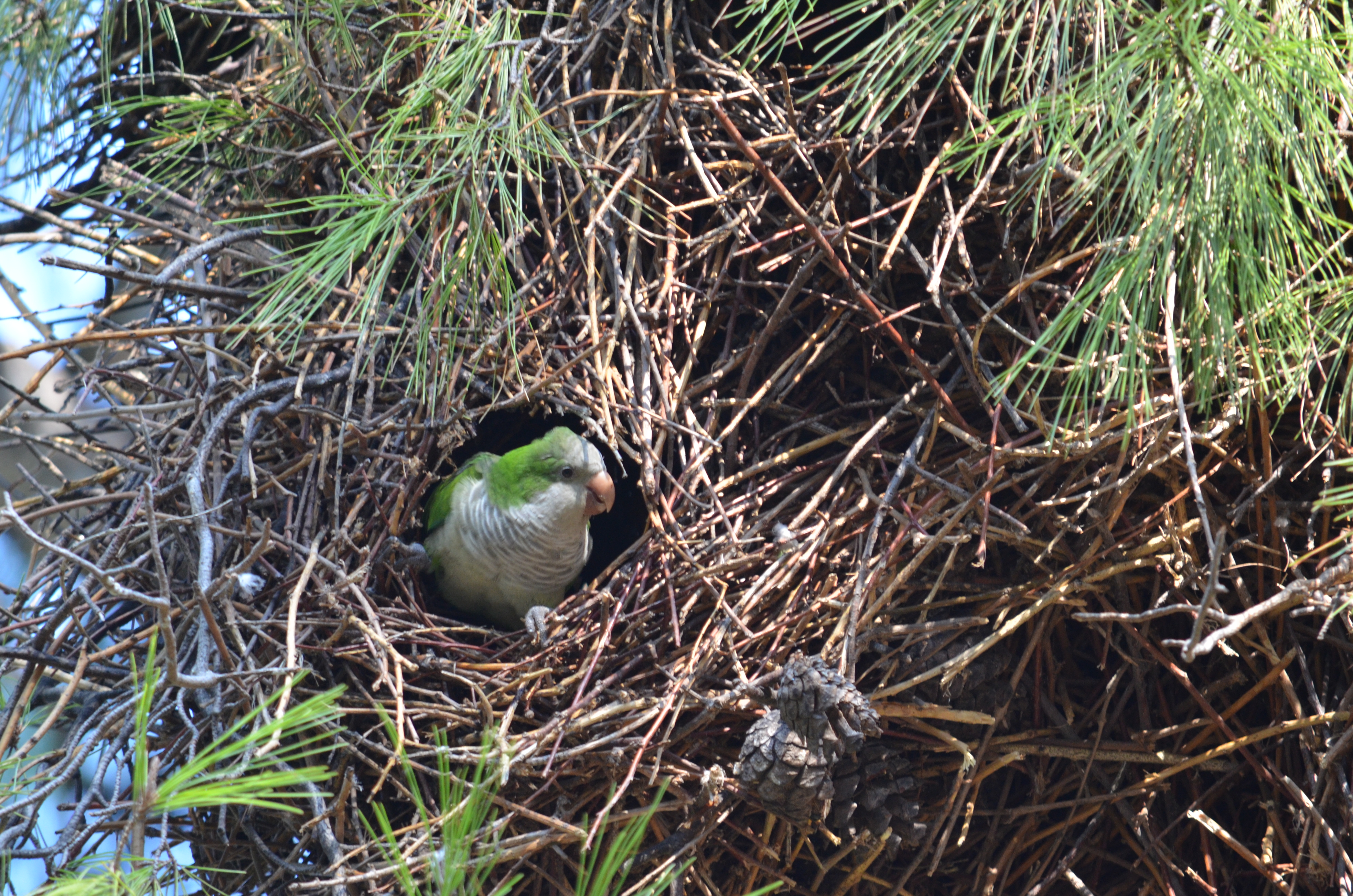 Mönchssittich_Myiopsitta-monachus-im-Nest