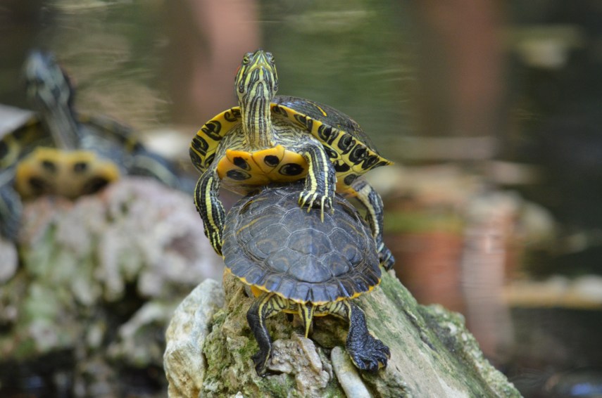 Rotwangenschildkröte_8410