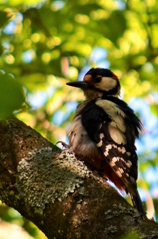 2019-06-Hohenheimer-Gärten-Buntspecht_9670