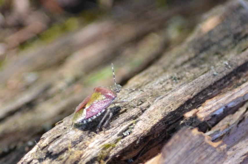 2019-06-Hohenheimer-Gärten-Wanze_9580