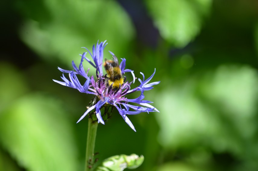 2019-06-Hohenheimer-Gärten_9464