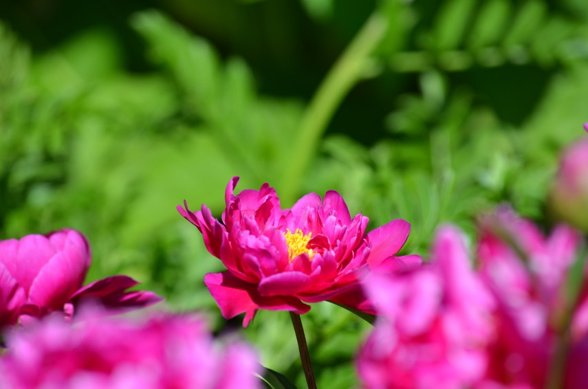 2019-06-Hohenheimer-Gärten_9585