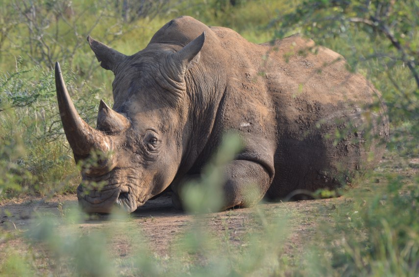 2020-02-Morokolo-Breitmaulnashorn_1408