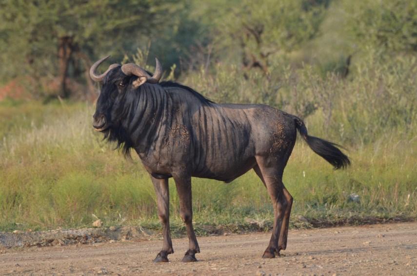 2020-02-Morokolo-Gnu_1378