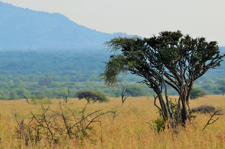 2020-02-Black-Rhino-Park-in-summer