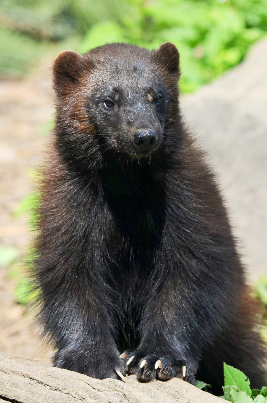 Bärenmarder (Vielfraß)